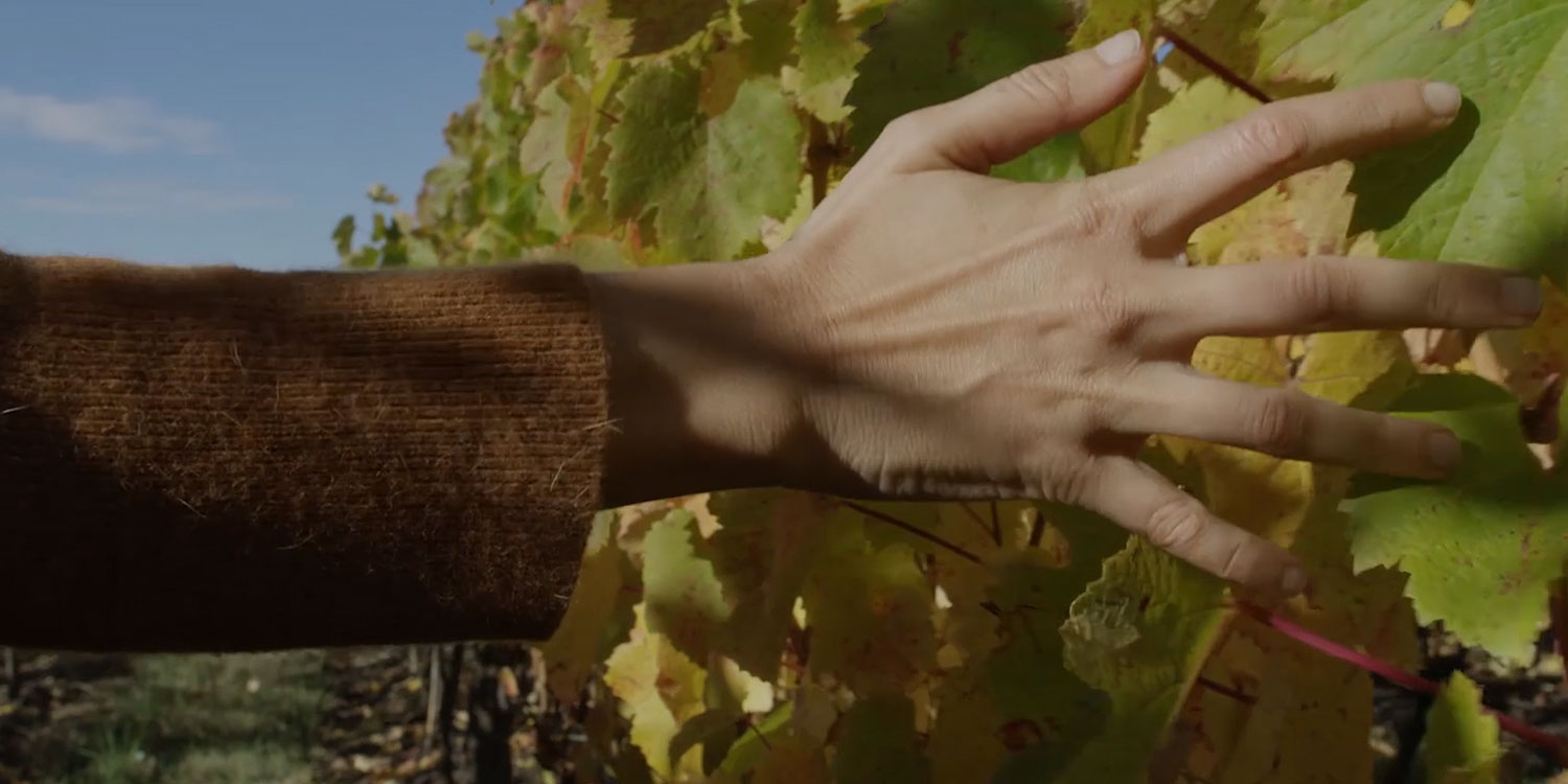 hand brushing against grapes in vineyard